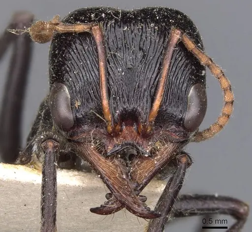 Myrmecia aberrans specimen