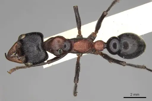 Myrmecia aberrans - CASENT0914029