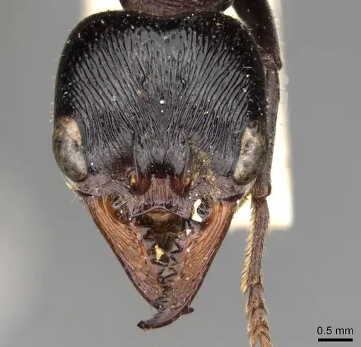 Myrmecia aberrans - CASENT0914029