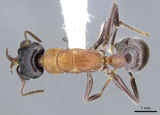 Myrmecia acuta specimen