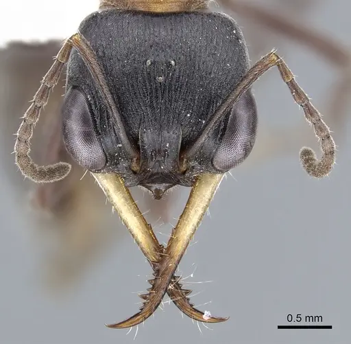Myrmecia acuta specimen