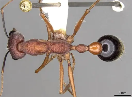 Myrmecia analis specimen