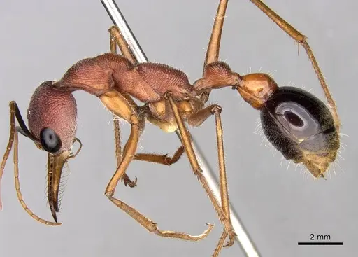 Myrmecia analis specimen