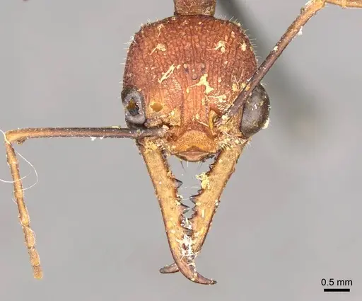 Myrmecia analis - CASENT0915831