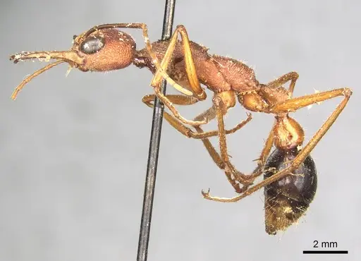Myrmecia analis - CASENT0915831