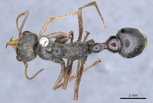 Myrmecia apicalis specimen