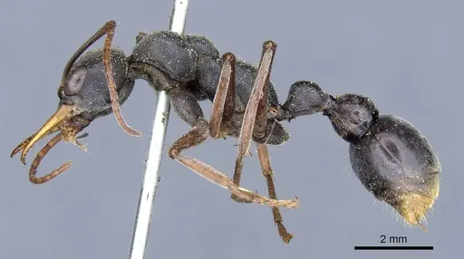 Myrmecia apicalis specimen