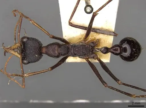 Myrmecia arnoldi specimen