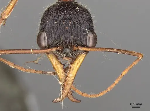 Myrmecia arnoldi specimen