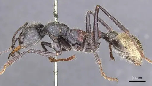 Myrmecia athertonensis specimen