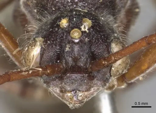 Myrmecia auriventris specimen