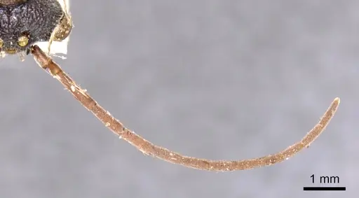Myrmecia auriventris specimen