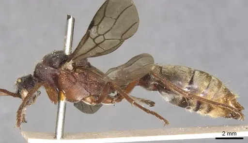 Myrmecia auriventris - CASENT0902789