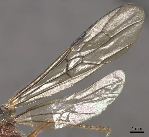 Myrmecia auriventris - CASENT0902789