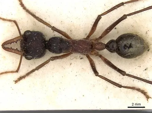 Myrmecia auriventris - CASENT0914015