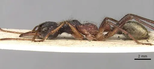 Myrmecia auriventris - CASENT0914015