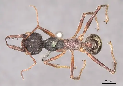 Myrmecia auriventris - CASENT0915832