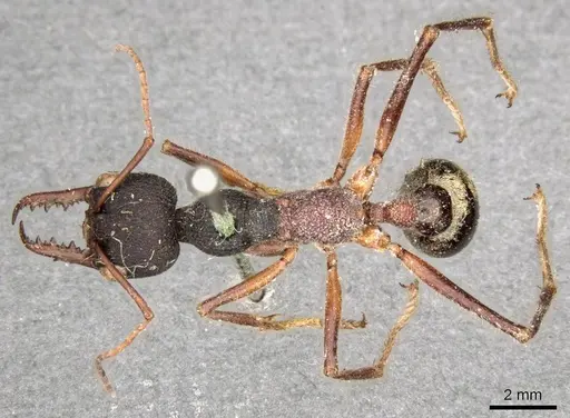 Myrmecia auriventris - CASENT0915832