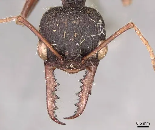 Myrmecia auriventris - CASENT0915832
