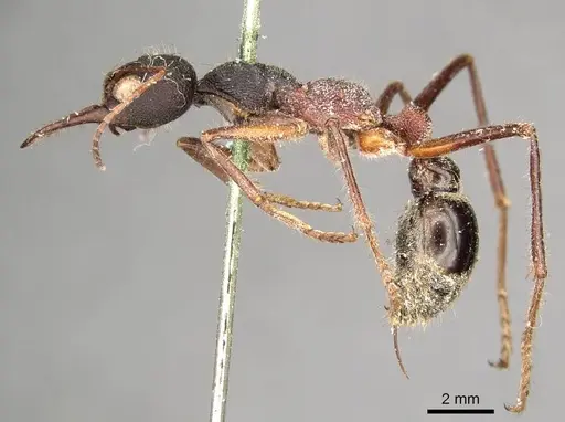 Myrmecia auriventris - CASENT0915832