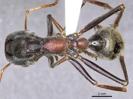 Myrmecia borealis specimen
