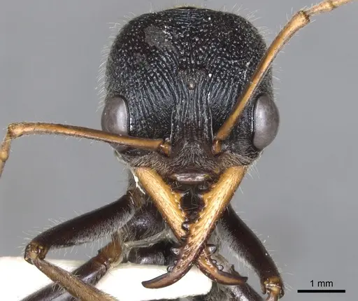 Myrmecia borealis specimen