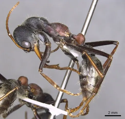 Myrmecia borealis specimen
