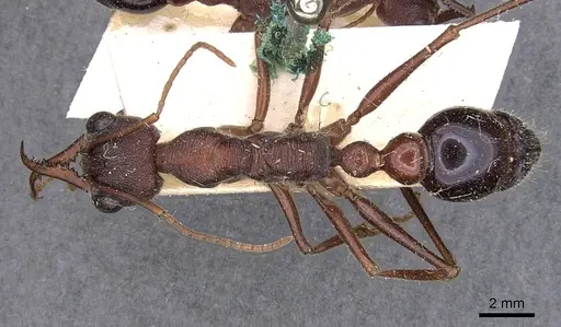 Myrmecia brevinoda specimen