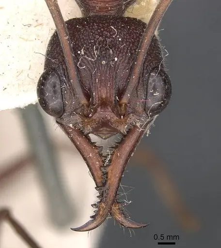 Myrmecia brevinoda specimen