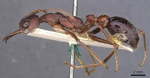 Myrmecia brevinoda specimen