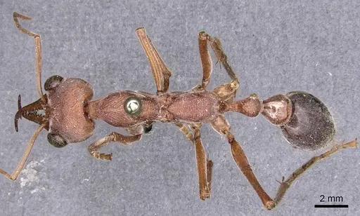 Myrmecia brevinoda - CASENT0907081