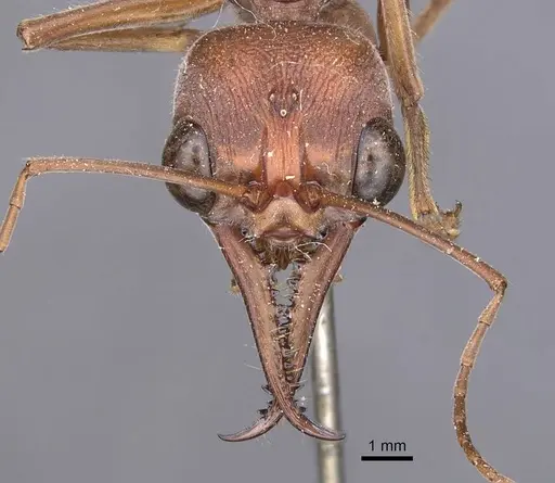 Myrmecia brevinoda - CASENT0907081