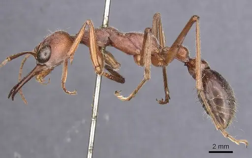 Myrmecia brevinoda - CASENT0907081