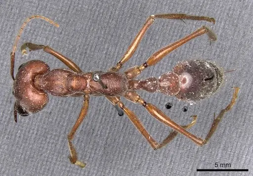 Myrmecia brevinoda - CASENT0907092