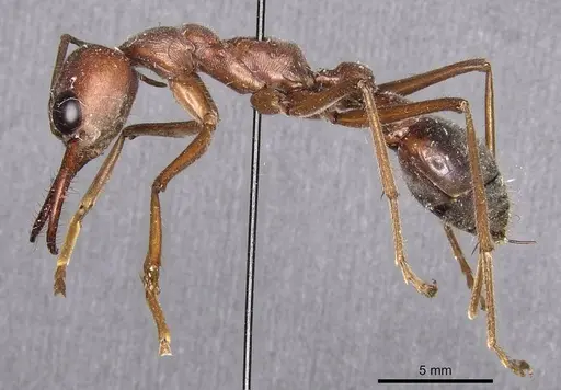 Myrmecia brevinoda - CASENT0907092