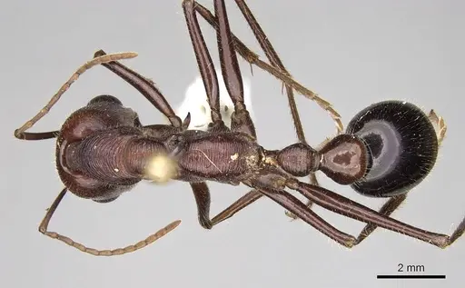 Myrmecia brevinoda - CASENT0914025