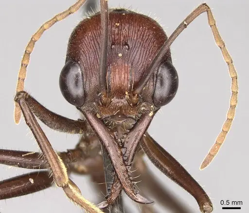 Myrmecia brevinoda - CASENT0914025