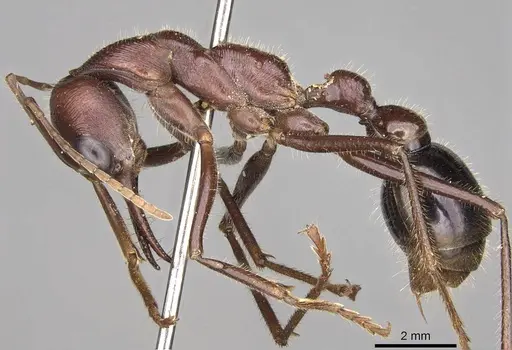 Myrmecia brevinoda - CASENT0914025