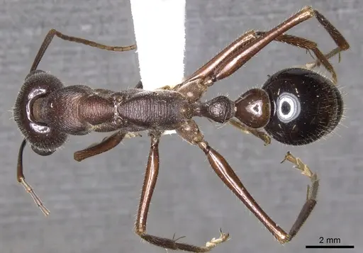 Myrmecia browningi specimen
