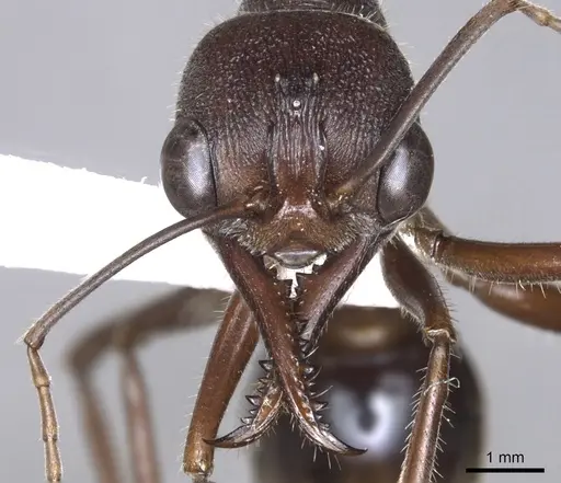 Myrmecia browningi specimen