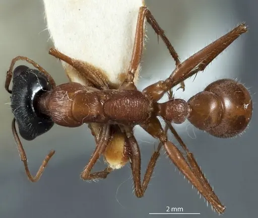 Myrmecia callima specimen