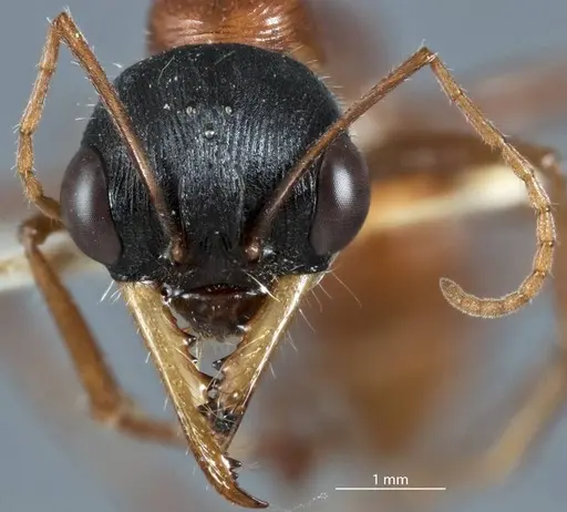 Myrmecia callima specimen
