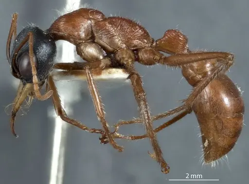 Myrmecia callima specimen