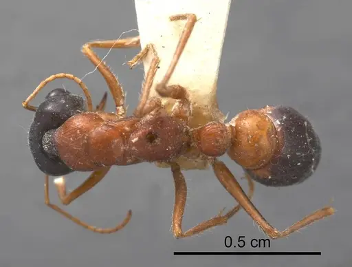 Myrmecia cephalotes specimen