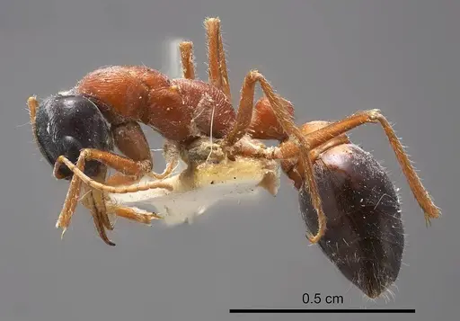 Myrmecia cephalotes specimen