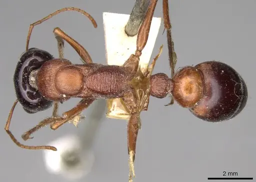 Myrmecia cephalotes - CASENT0914028