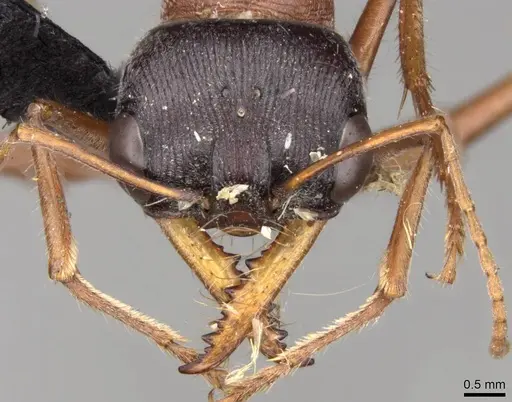 Myrmecia cephalotes - CASENT0914028