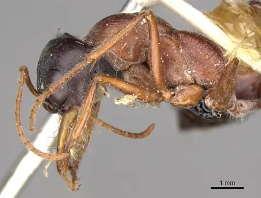 Myrmecia cephalotes - CASENT0914028