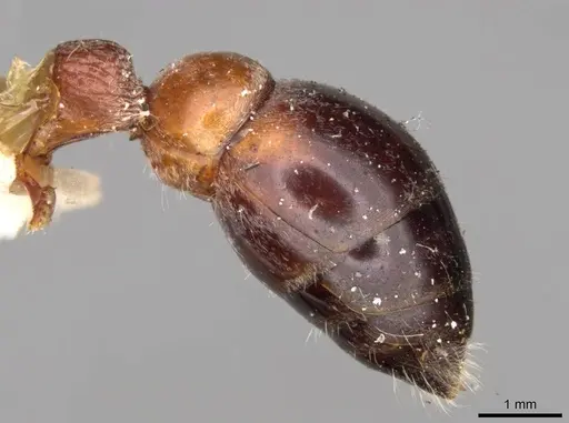 Myrmecia cephalotes - CASENT0914028