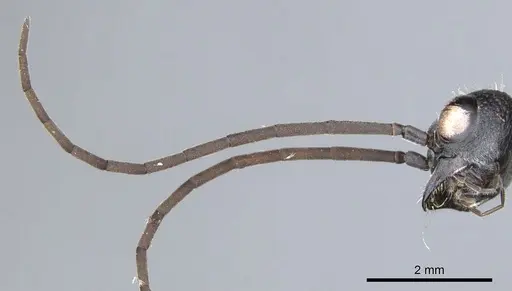 Myrmecia chasei specimen